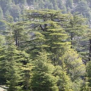 Meet your Posher, Albert